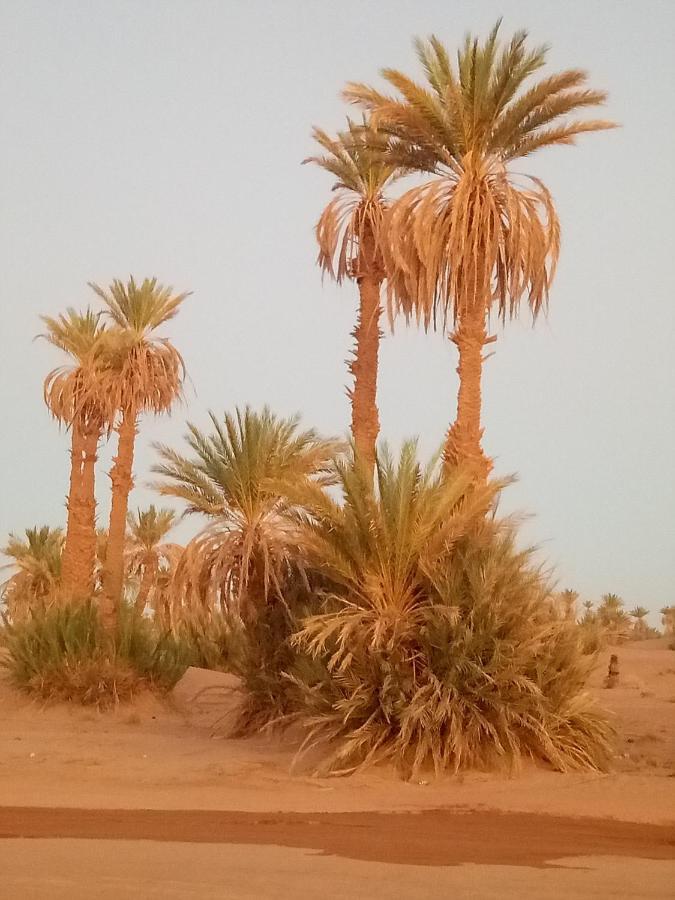 Sahara Peace Camp Hotel ซากอร่า ภายนอก รูปภาพ